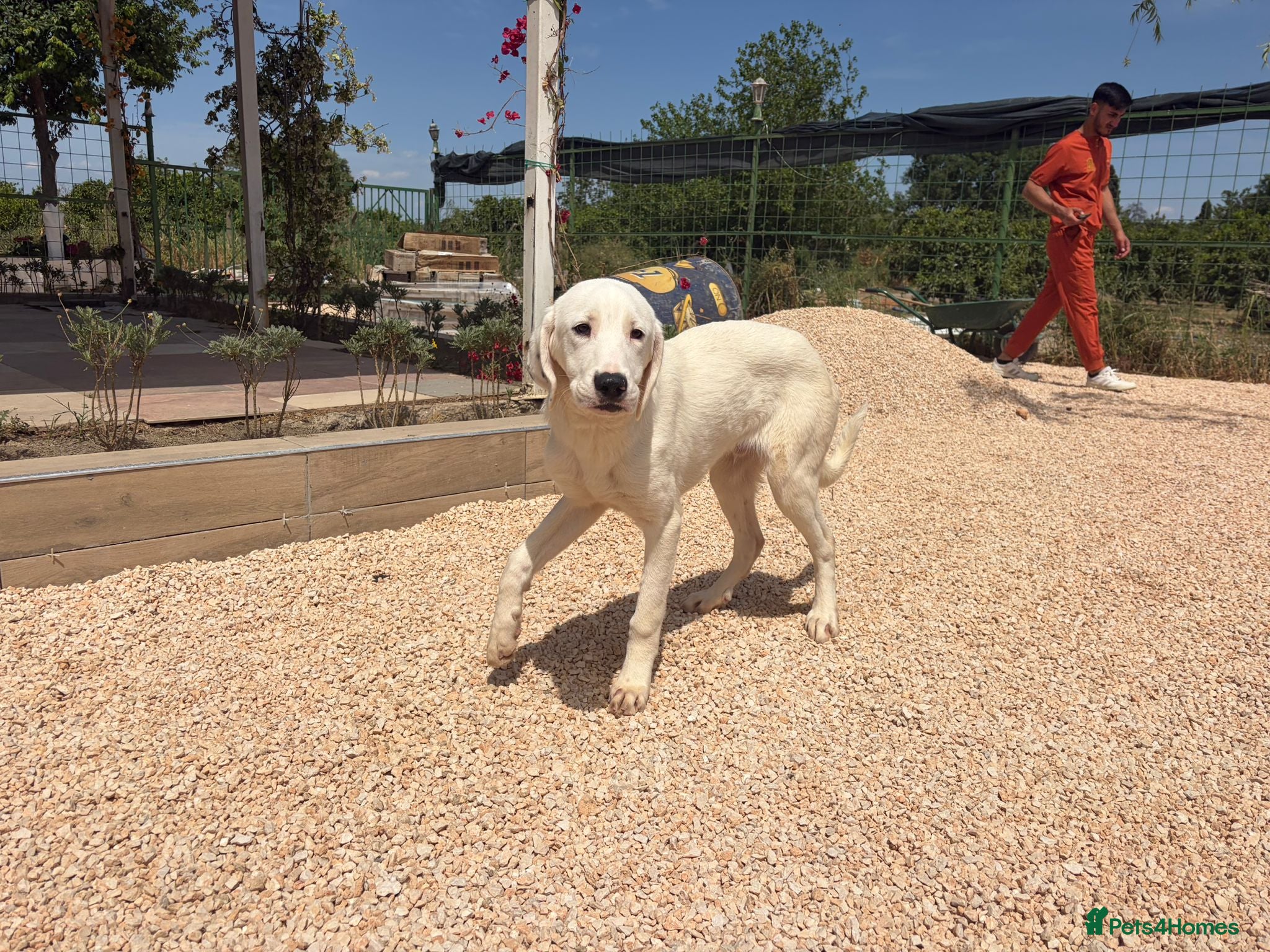 Mixed Breed dogs Casper – Dalmatian Mix Rescue Boy Needs Home - Advert 1