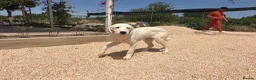 Mixed Breed dogs for adoption: Casper – Dalmatian Mix Rescue Boy Needs Home in London - Advert 1