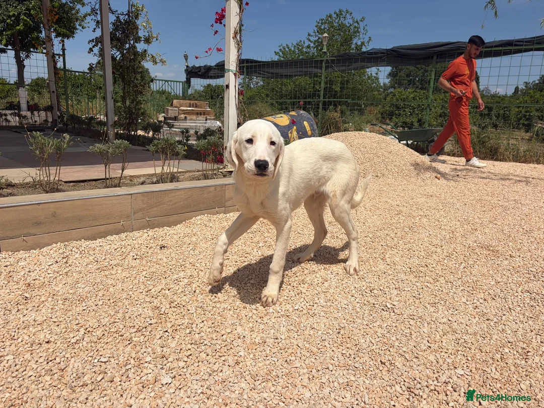 Mixed Breed dogs for adoption: Casper – Dalmatian Mix Rescue Boy Needs Home in London - Advert 1