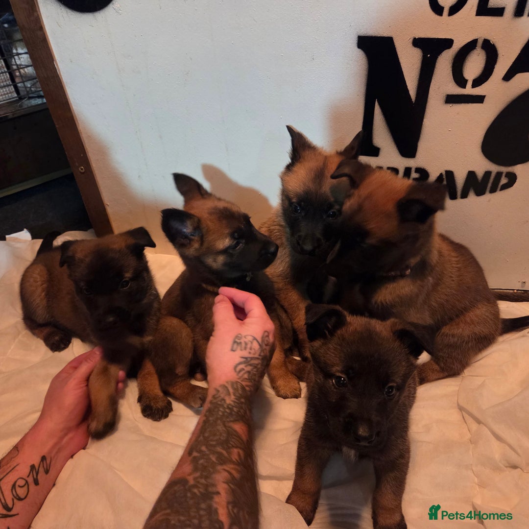 Belgian Shepherd Dog dogs for sale: Belgian malinois - Advert 14