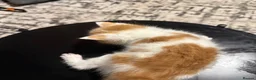 Mixed Breed cats for sale: Kao Mani Mix - Advert 2