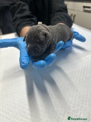Cane Corso Puppy 4 - Male - Hercules
