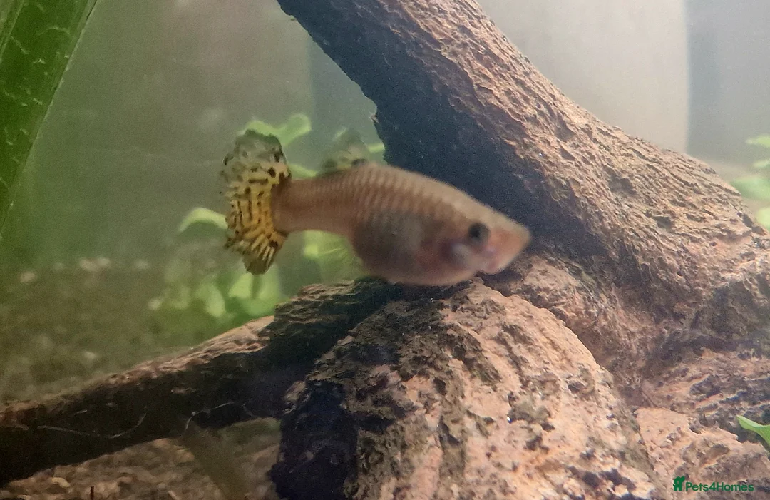 Live Bearers fish for sale: Free guppies  in Poole - Advert 3