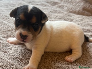 Jack Russell dogs Jack Russel terriers 3 - Advert 1