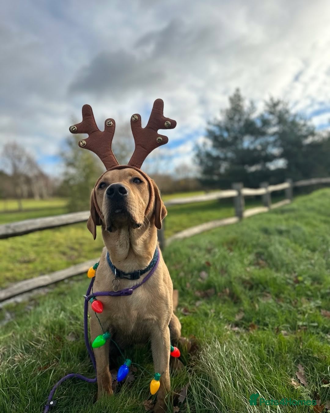 Labrador Retriever dogs for stud: KC registered Dog for STUD - Advert 3