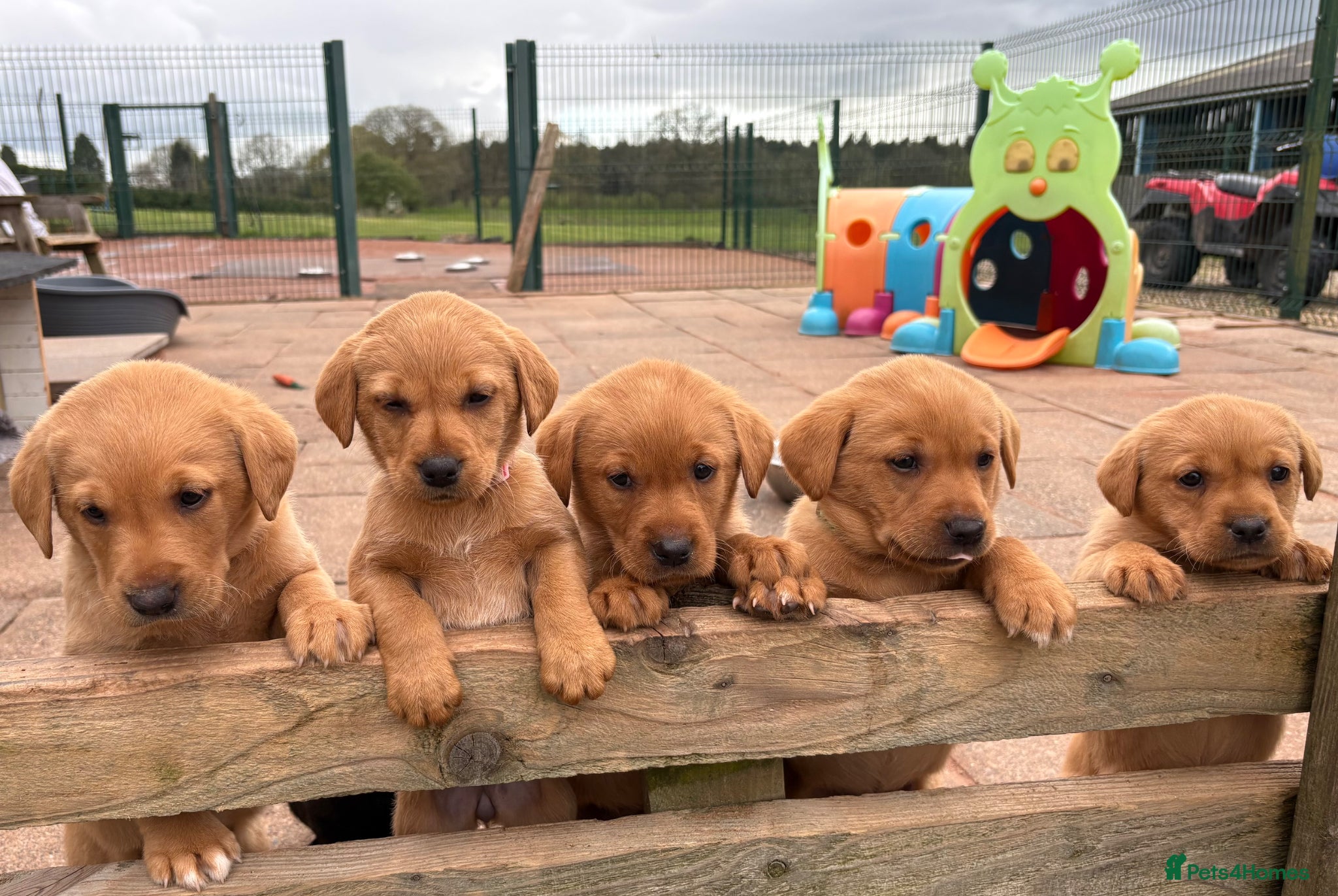 Labrador Retriever dogs Gorgeous KC  Fox Red pups for sale - Advert 1