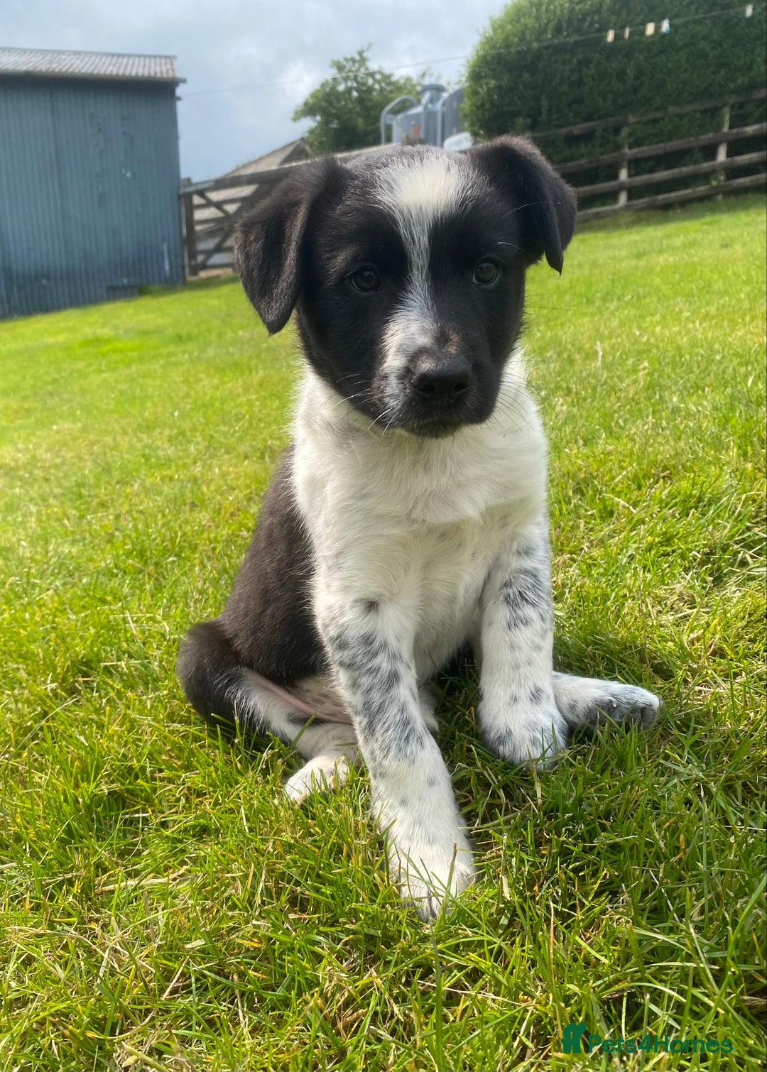 Collie Lab Mix Borador Puppies For Sale Borador Dog Lab Collie Cross For  Sale Hundred Labrador, image size:1080x1510