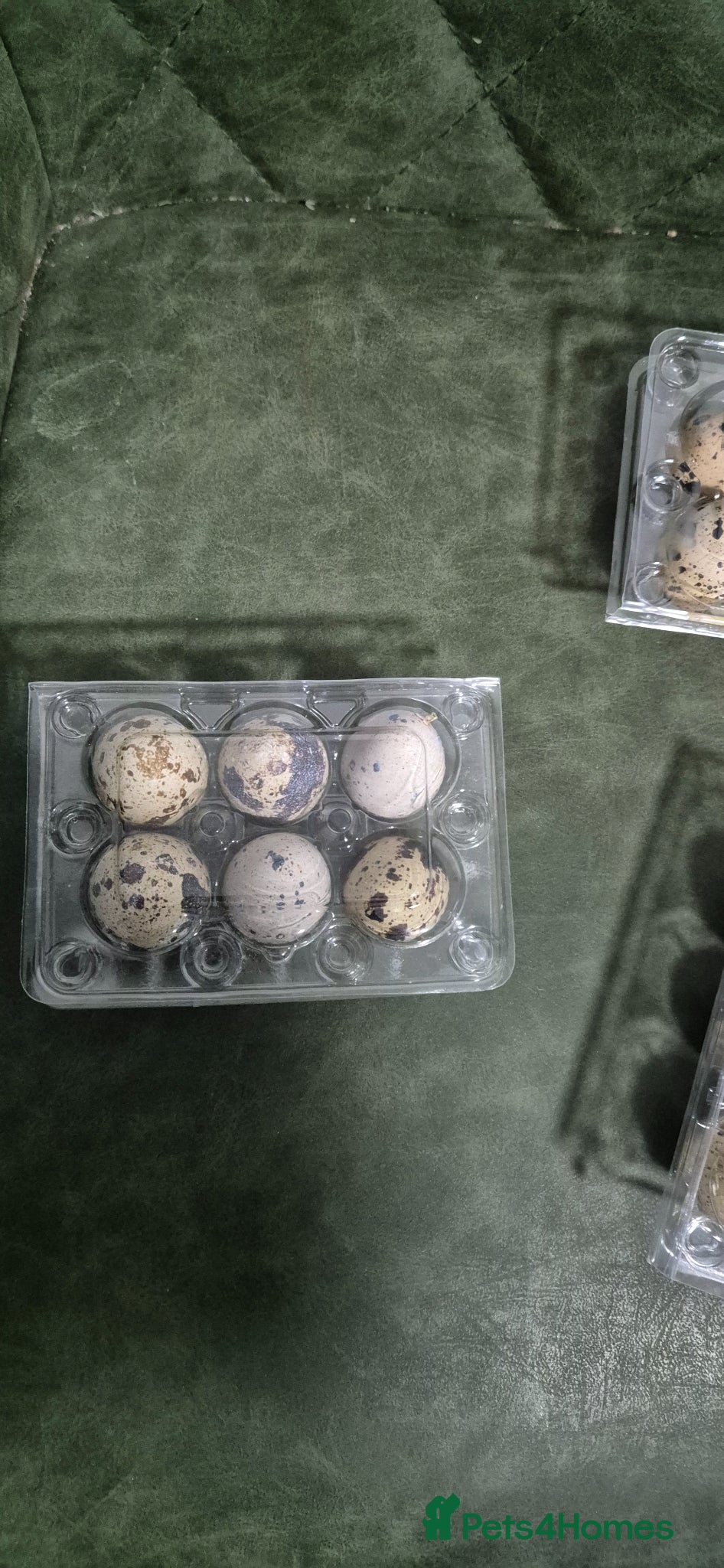 Mixed Breed birds Jumbo coturnix white and brown Quails eggs - Advert 1