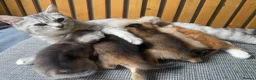 Abyssinian cats for sale: Beautiful British Shorthair x Abyssinian Kittens - Advert 12