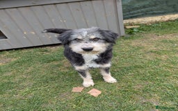 Mixed Breed dogs for adoption: Naty for adoption - Image 5