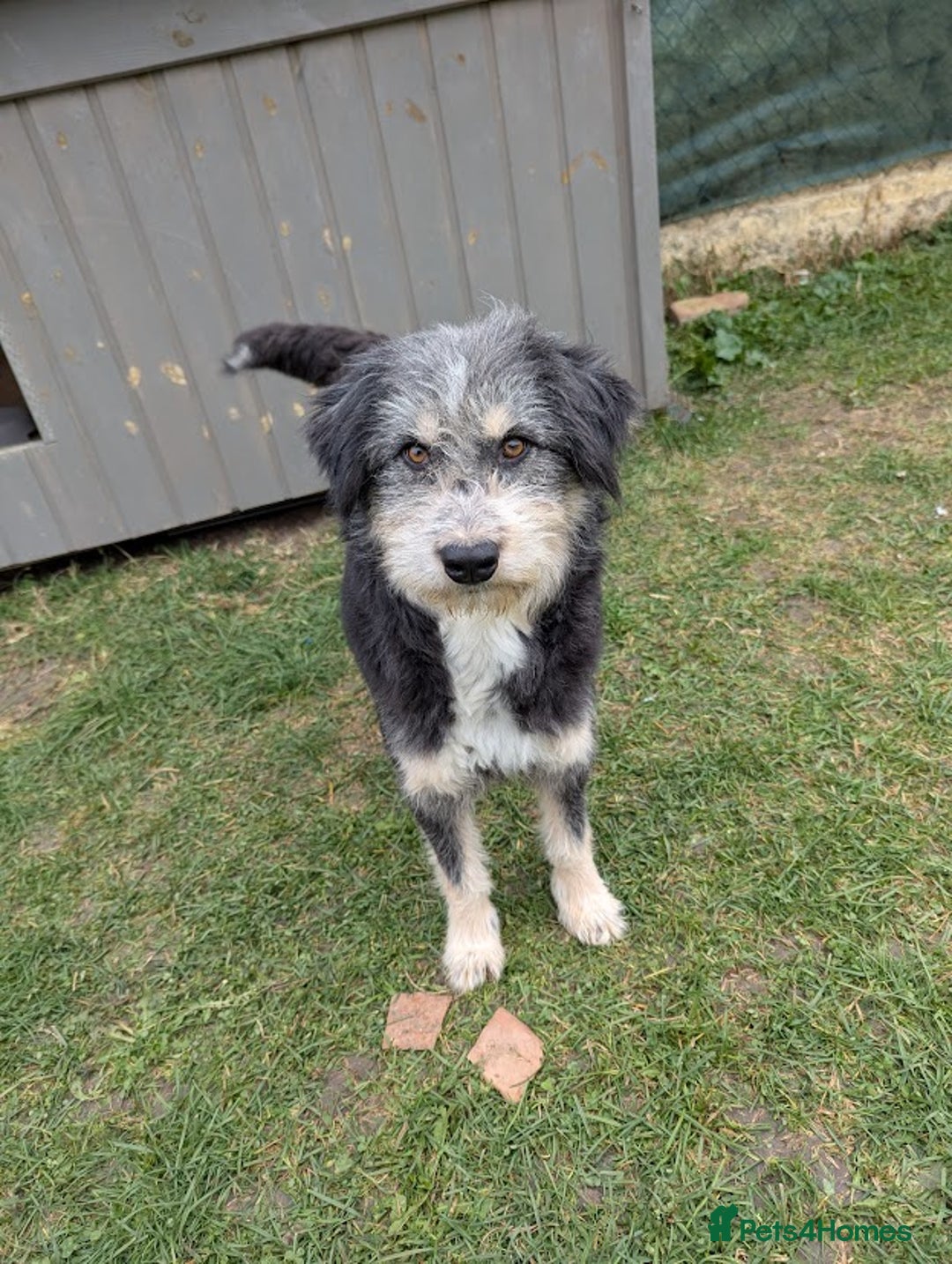 Mixed Breed dogs for adoption: Naty for adoption - Image 5