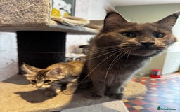 Maine Coon cats for sale: Ready Now- 2 Silver Female Pedigree Maine Coons - Image 8
