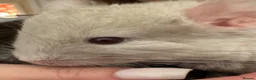 Chinchilla rodents for sale: Champagne Beige Baby Chinchilla (Male) - Advert 3