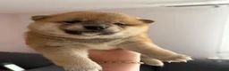 Japanese Shiba Inu dogs for sale: Health tested Shiba puppies - Advert 18