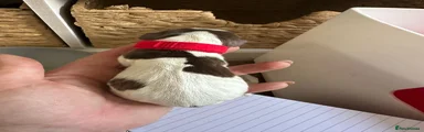 English Springer Spaniel Puppy 10