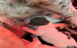 English Springer Spaniel dogs for sale: Beautiful liver and white working ESS  - Image 7
