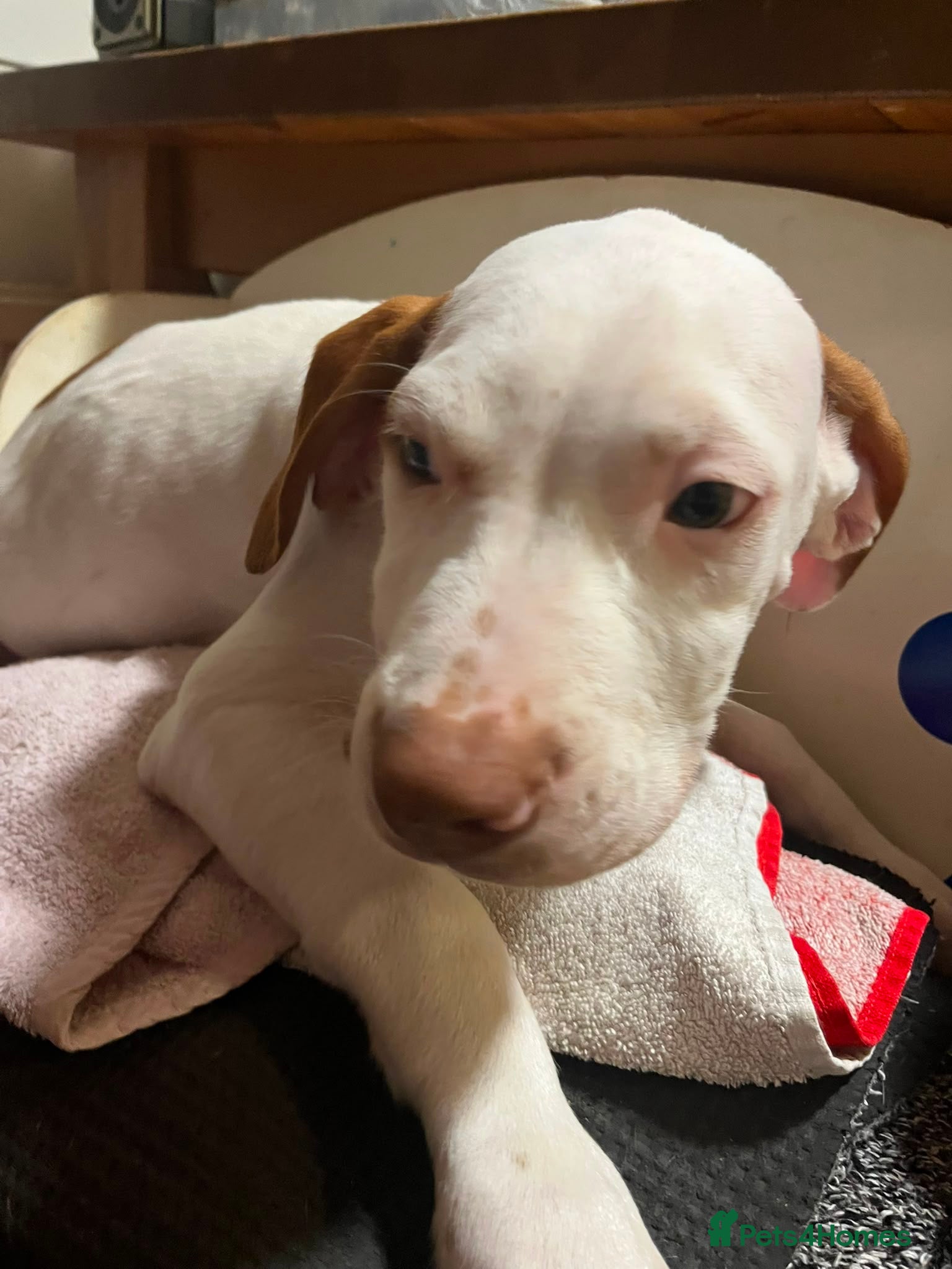 Mixed Breed dogs Puppies  - Advert 2