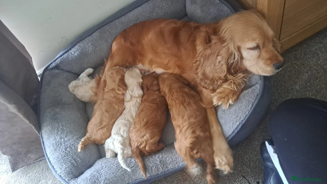 Cockapoo dogs for sale: Absolutely stunning golden cockapoo boy - Advert 10