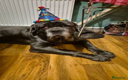Neapolitan Mastiff dogs for sale: Neopolitan mastiff  2 years old.  - Image 3