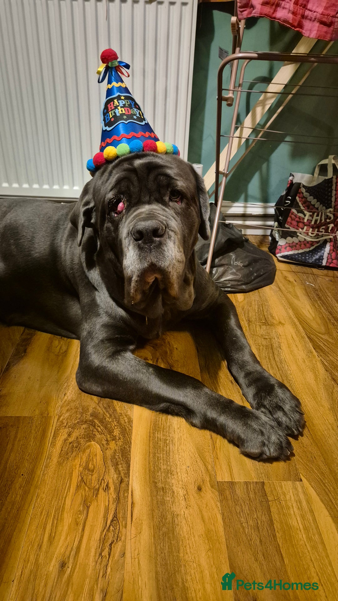 Neapolitan Mastiff dogs for sale: Neopolitan mastiff  2 years old.  - Image 3