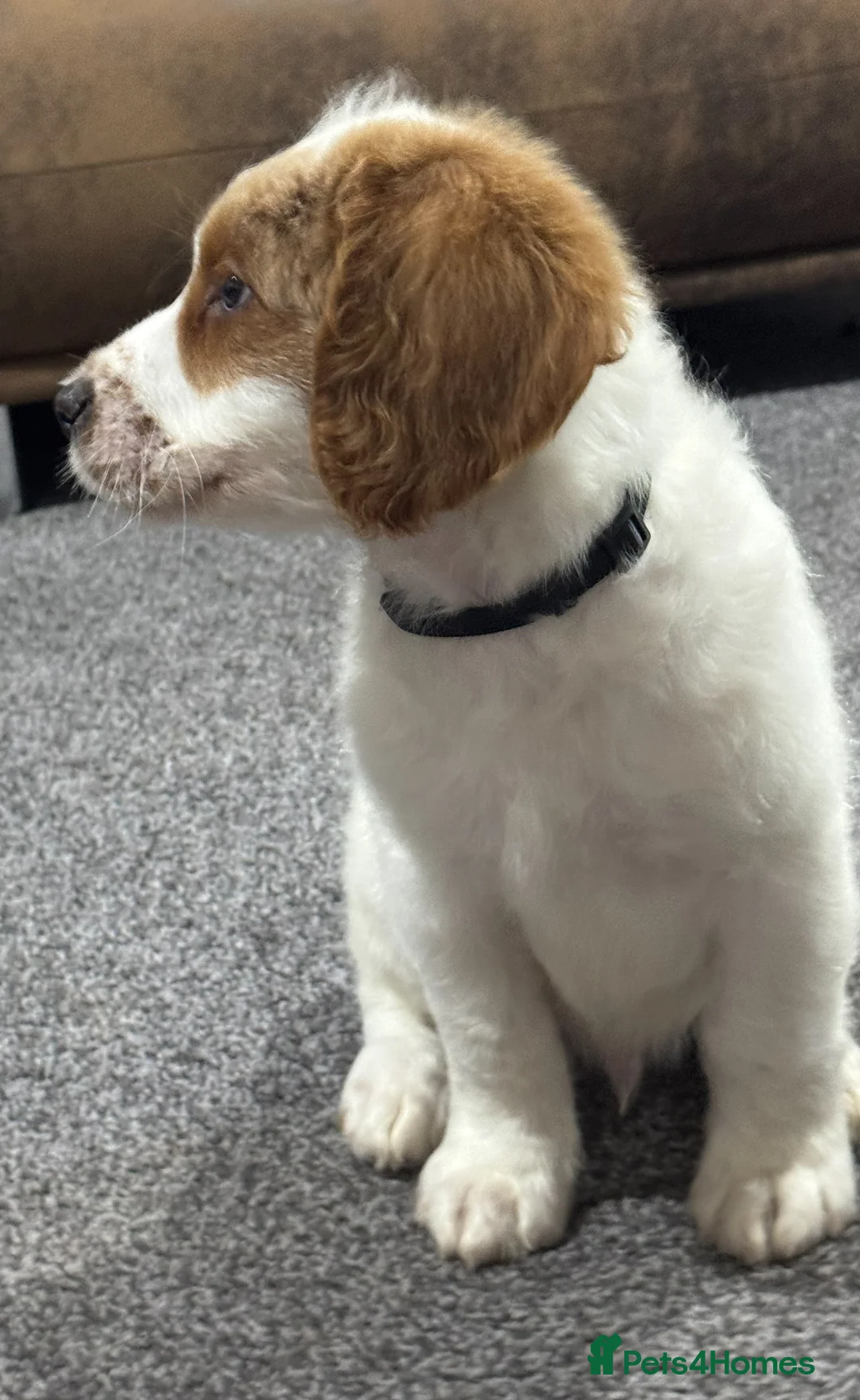 Australian Labradoodle dogs for sale: Multi-Gen Australian Labradoodle Puppies - Advert 35