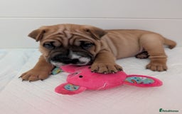 Shar Pei dogs for sale: Shar pei puppies  - Image 13