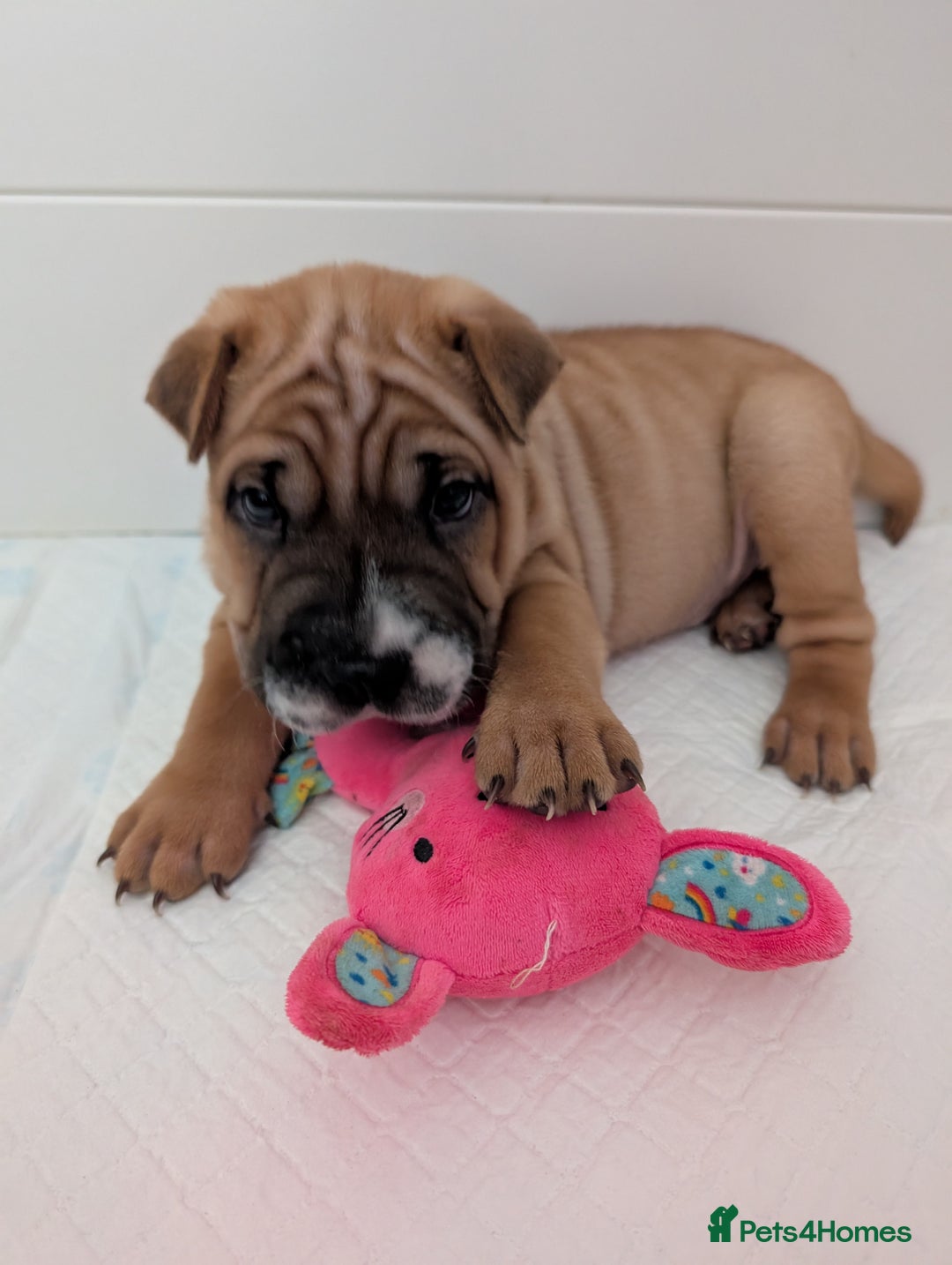 Shar Pei dogs for sale: Shar pei puppies  - Image 13