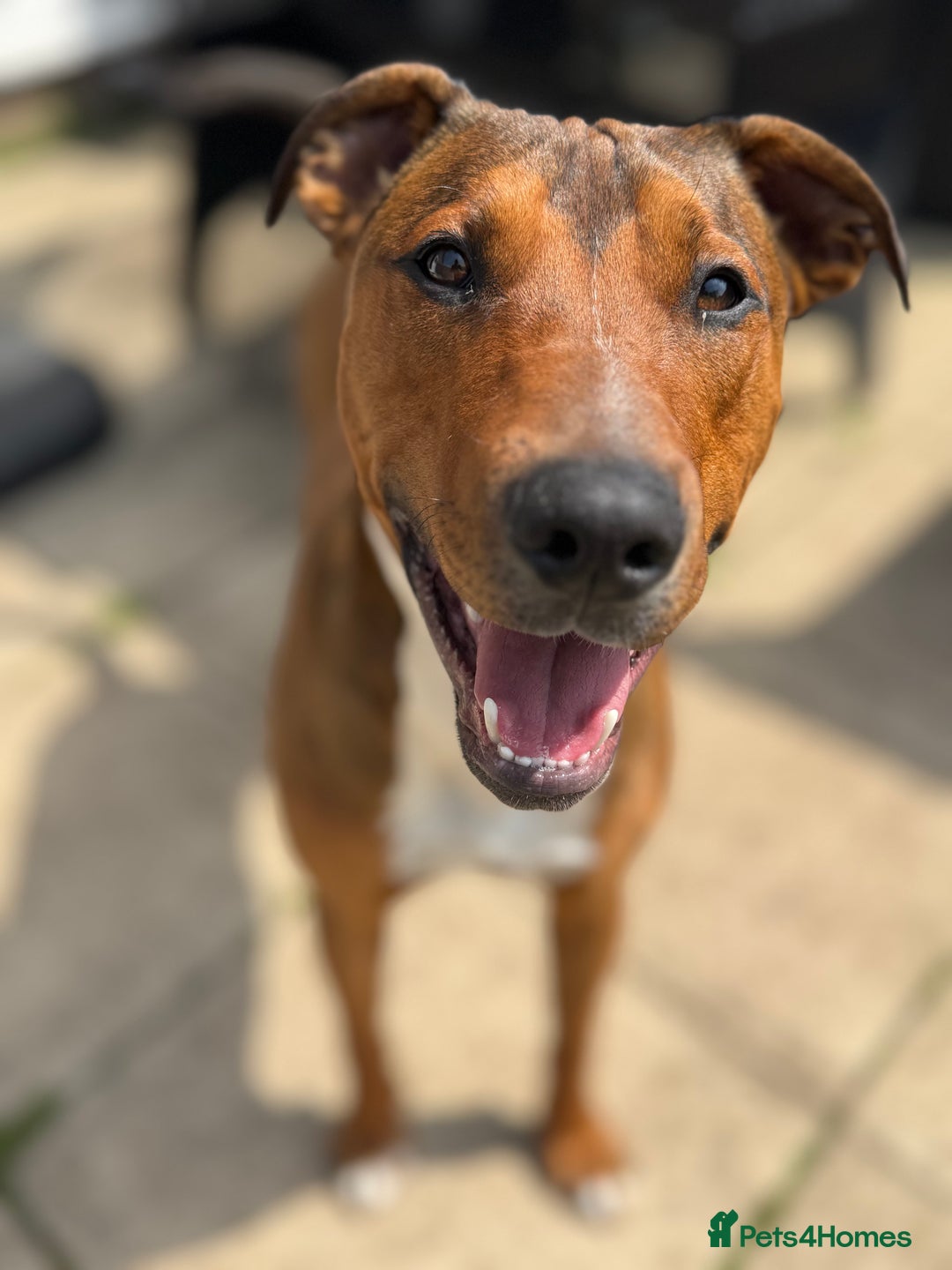 Mixed Breed dogs for sale: Rehome  - Image 2