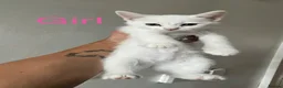 Mixed Breed cats for sale: Half Ragdoll and tabby kittens available - Advert 11