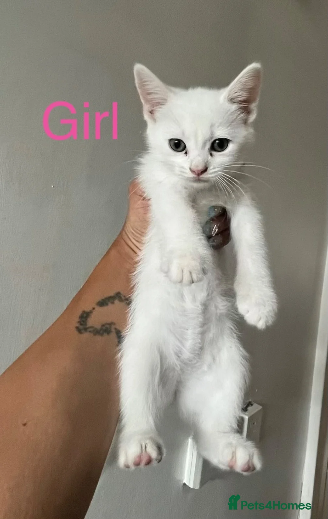 Mixed Breed cats for sale: Half Ragdoll and tabby kittens available - Advert 11