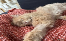 Mixed Breed cats for adoption: SIMBA BEAUTIFUL PERSIAN BOY MEDIUM ENERGY - Image 7