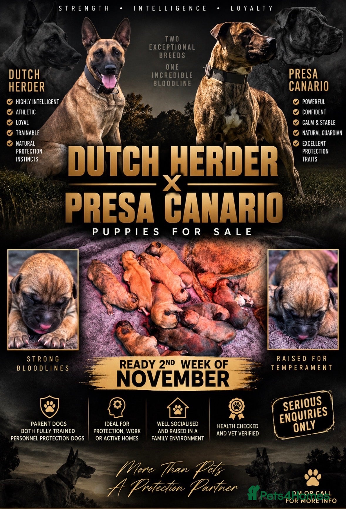 Mixed Breed dogs Bull herders  - Advert 2
