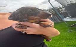 Miniature Dachshund dogs for sale: Beautiful kc registered miniature dachshunds  - Image 21
