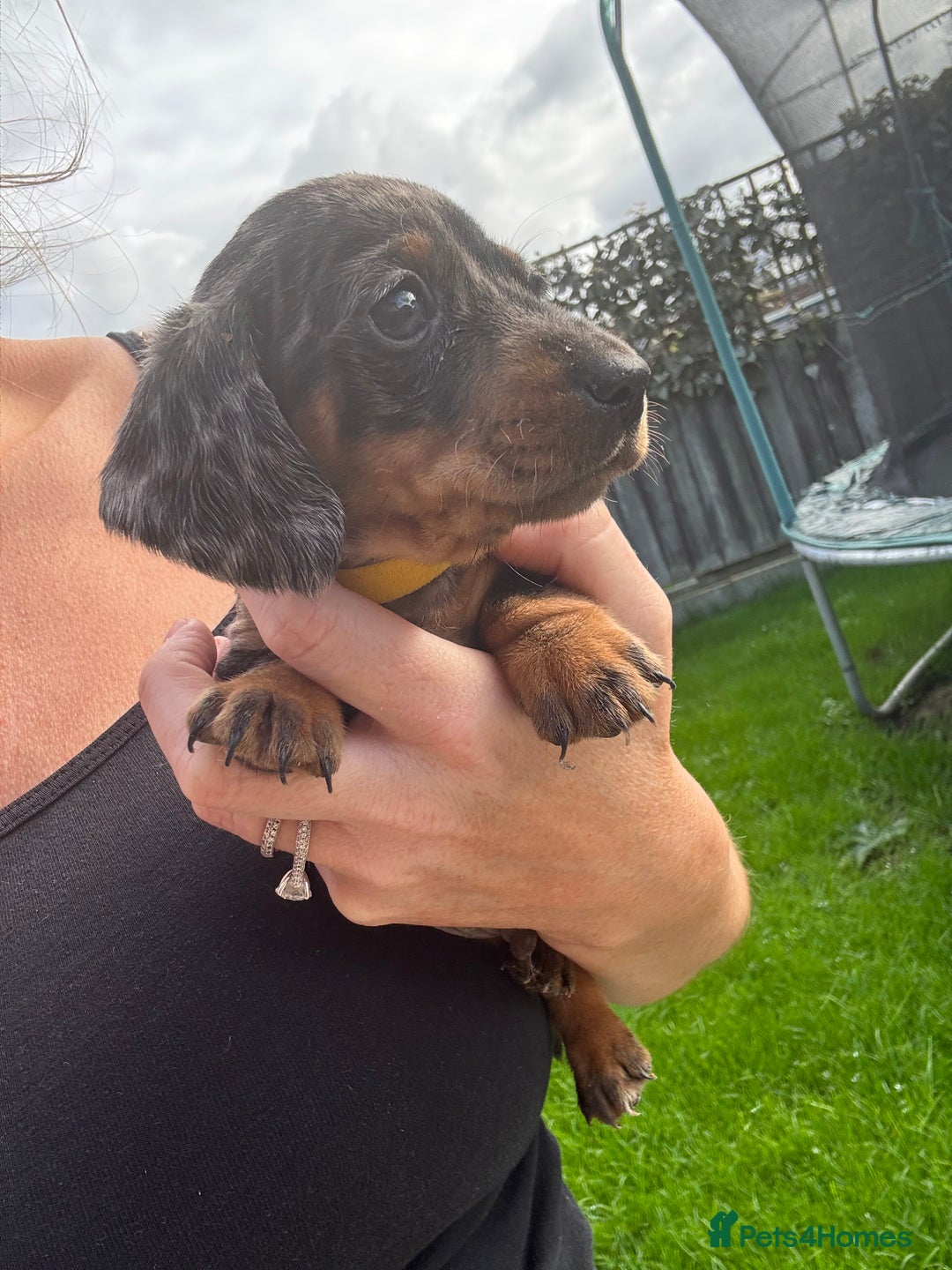 Miniature Dachshund dogs for sale: Beautiful kc registered miniature dachshunds  - Image 21