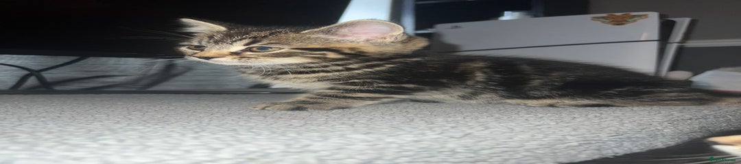 Mixed Breed Kitten 4