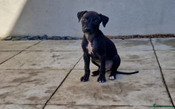 Lurcher dogs for sale: 2 lurcher pups looking for loving homes  - Image 2