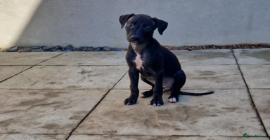 Lurcher dogs - Advert 3