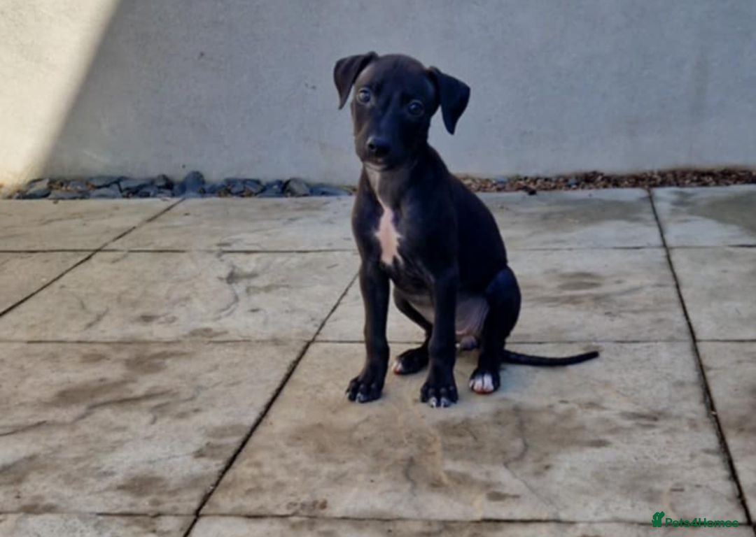 Lurcher dogs for sale: 2 lurcher pups looking for loving homes  - Image 2