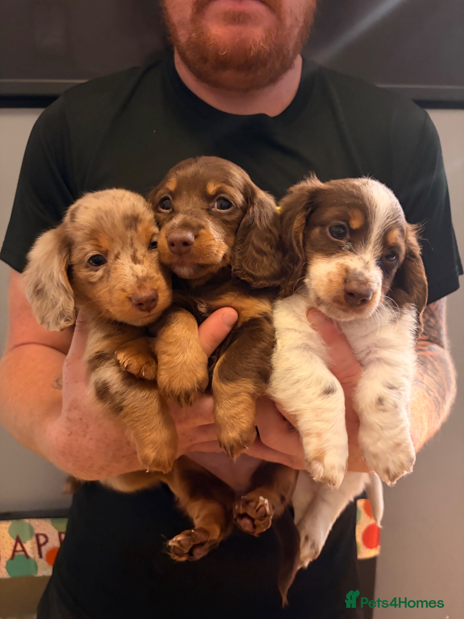 Miniature Dachshund dogs Two stunning male miniature dachshund puppy’s  - Advert 1
