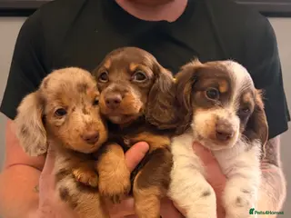 Miniature Dachshund dogs for sale: Two stunning male miniature dachshund puppy’s - Advert 1
