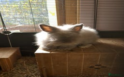 Mixed Breed rabbits for sale: Rescue Bunnies for Adoption  - Image 2