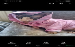 Sphynx cats for sale: Adult female sphynx  - Image 2