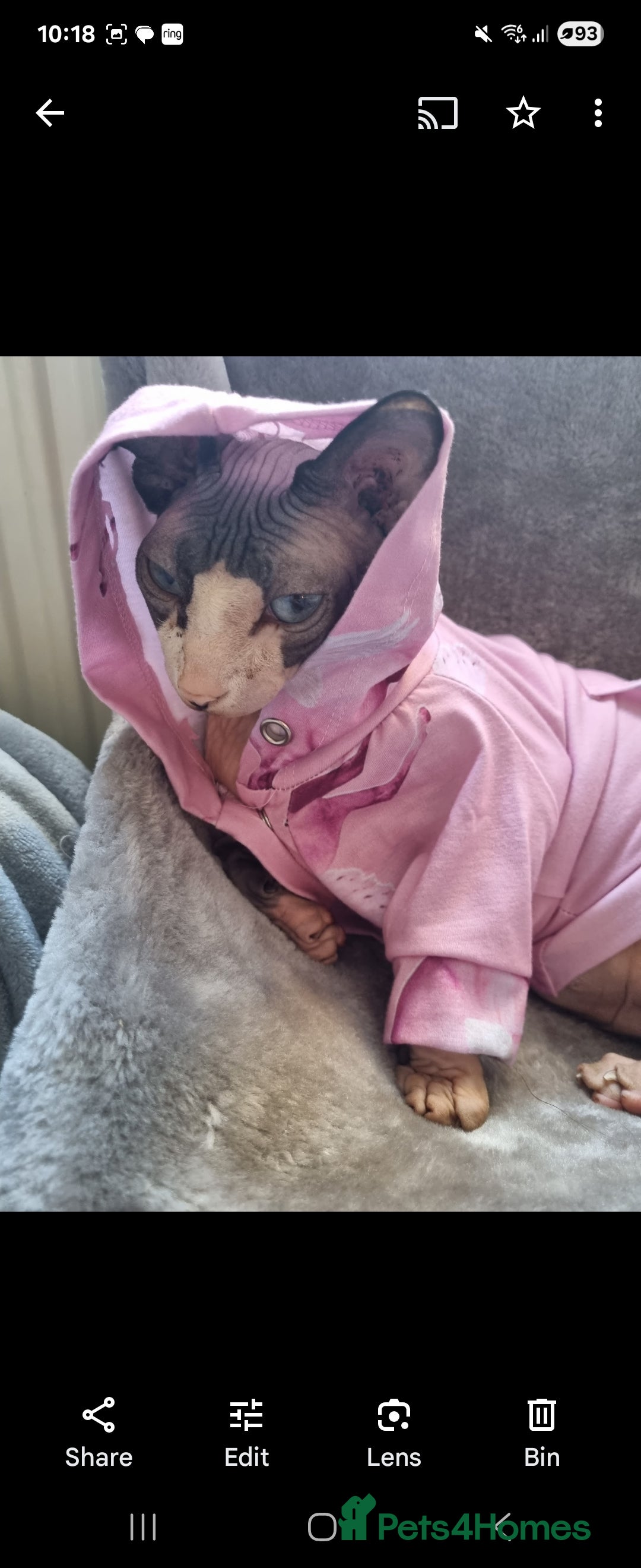 Sphynx cats for sale: Adult female sphynx  - Image 2