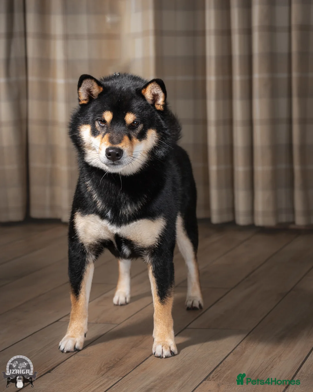 Gallery Image {{count}}