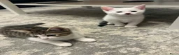 Mixed Breed cats for sale: Kittens For Sale - Advert 8
