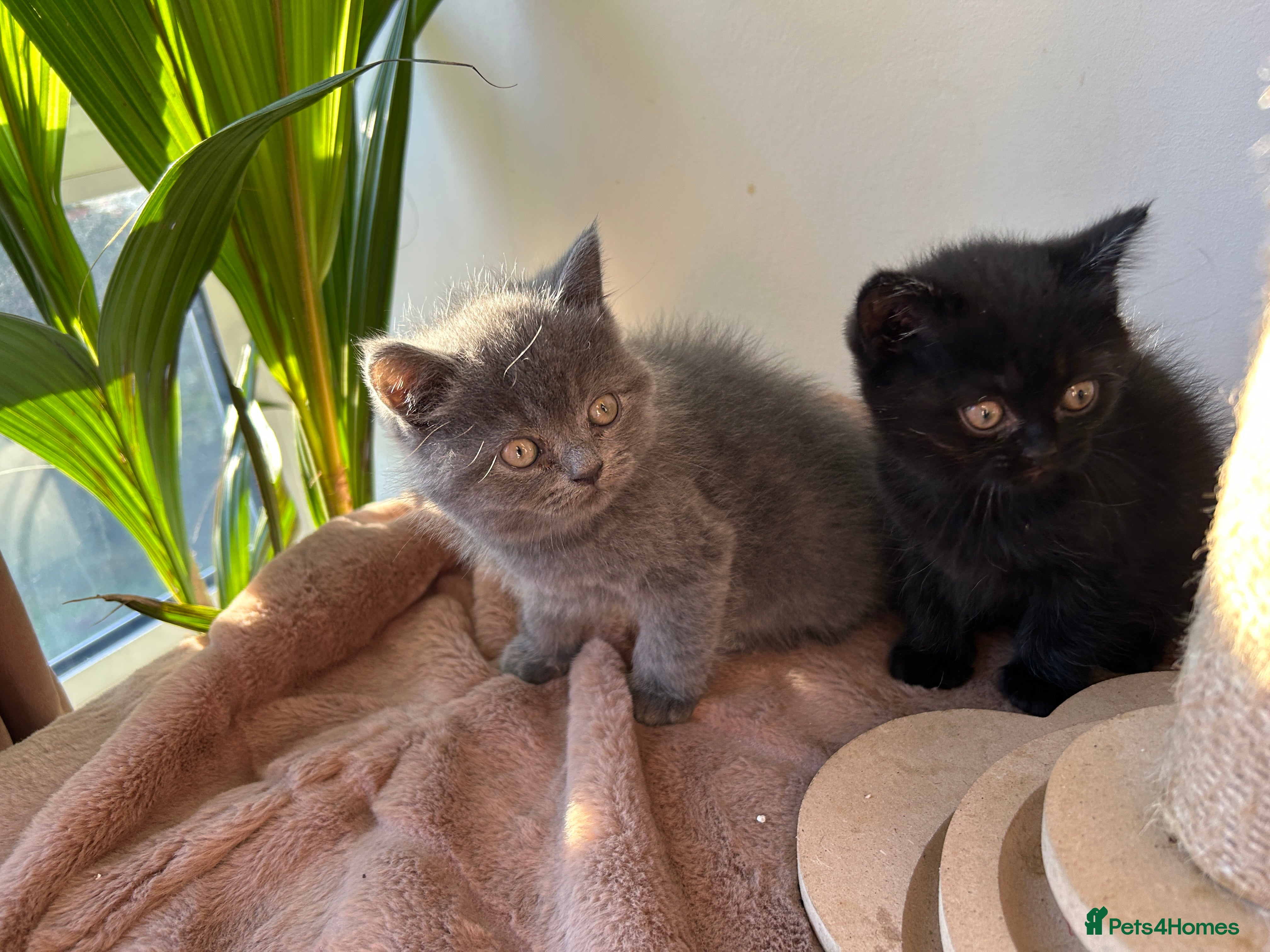 British Shorthair cats 2 female british shorthair kittens ready to go  - Advert 6