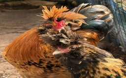 Chickens poultry for sale: Pavlovskya, Barbu D'Uccle and Nankin Chicks - Image 7