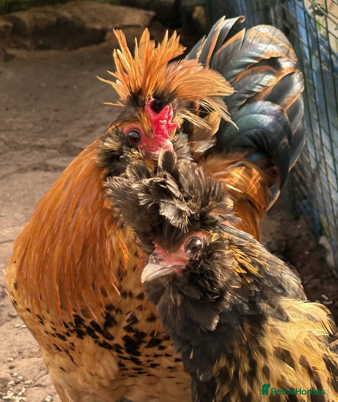 Chickens poultry for sale: Pavlovskya, Barbu D'Uccle and Nankin Chicks - Image 7