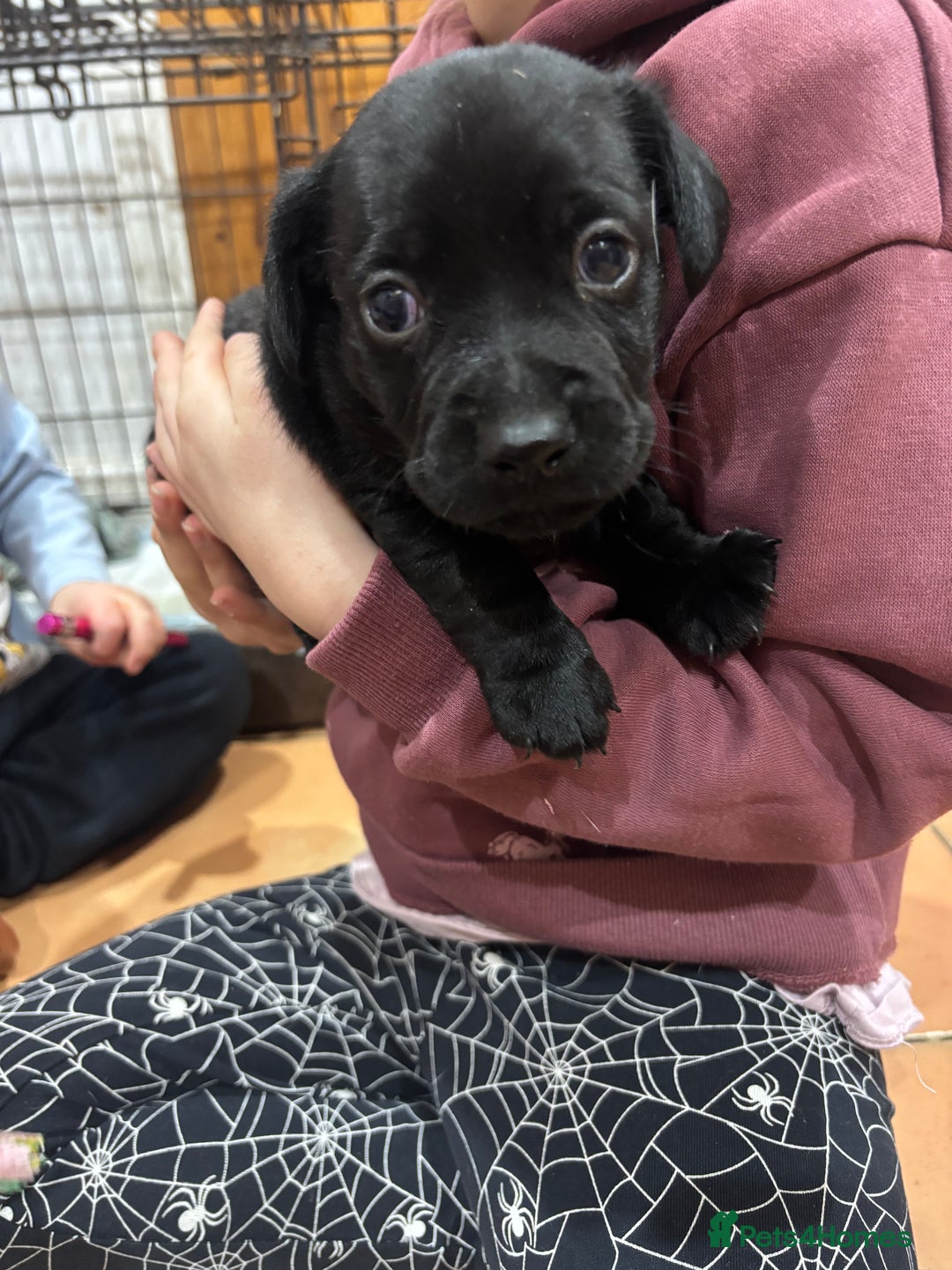 Mixed Breed dogs for sale: Spainel-Jack Boy - Advert 6