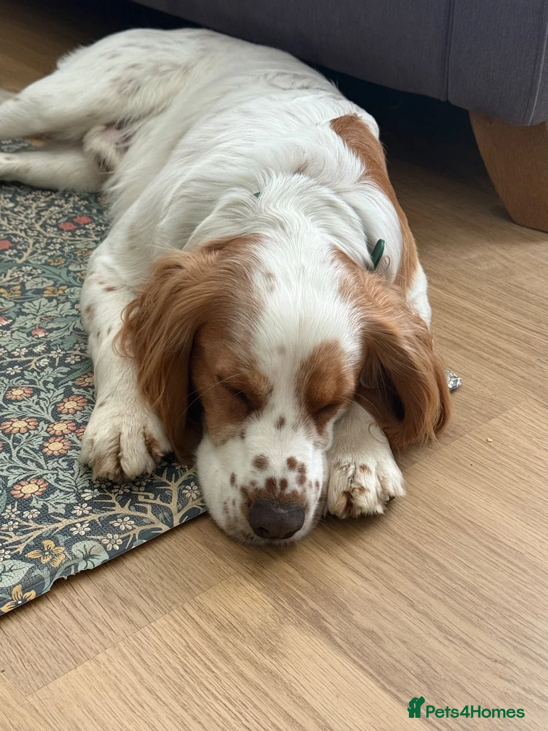 Cocker Spaniel dogs for stud: First Time Stud in Northallerton - Advert 2